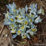 Iris Katharine Hodgkin
