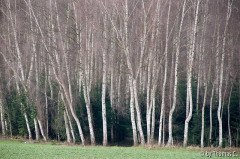 Birkenwäldchen bei Brenig 4