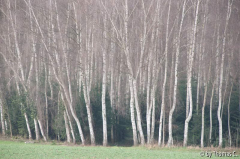 Birkenwäldchen bei Brenig 2