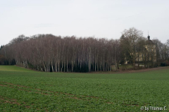 Birkenwäldchen bei Brenig 1