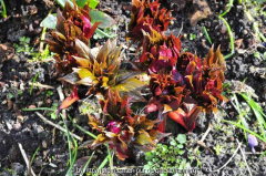 P. mairei