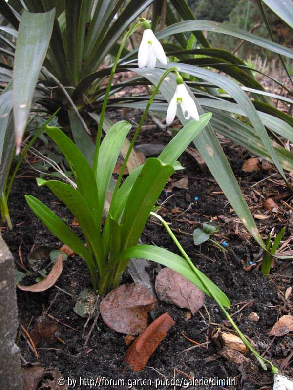 Galanthus elwesii
