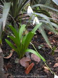 Galanthus elwesii