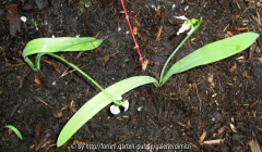 Galanthus unbekannt