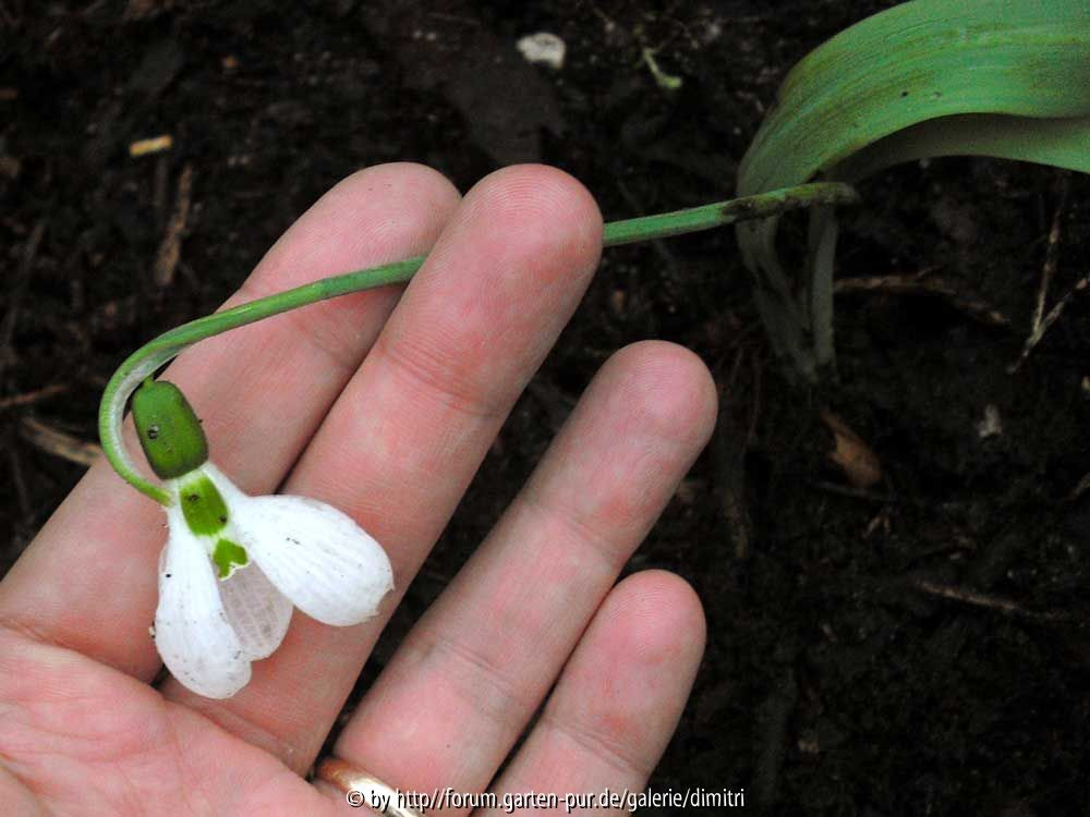 Galanthus unbekannt Blüte