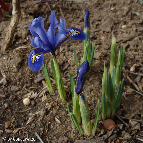 Iris reticulata