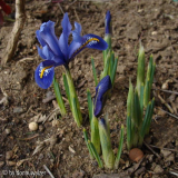 Iris reticulata