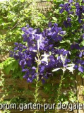 Lilium candidum vor Clematis