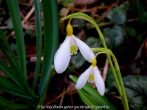 Galanthus plicatus 'Bill Clarke'
