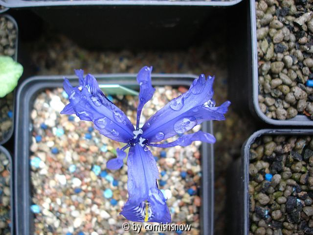 Iris histrioides var. major I