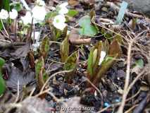 Erythronium dens-canis im Garten