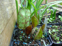 Erythronium dens-canis Sämlinge 2009