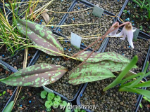 Erythronium dens-canis - B. Wetzel