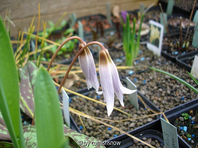 Erythronium dens-canis - B. Wetzel I