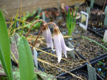 Erythronium dens-canis - B. Wetzel I