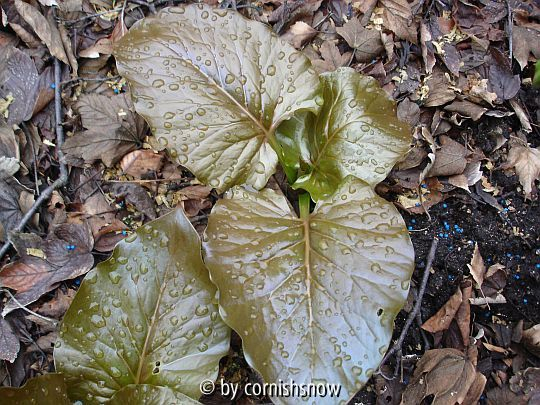 Cardiocrinum giganteum var. yunnanense