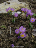 Krokus-1