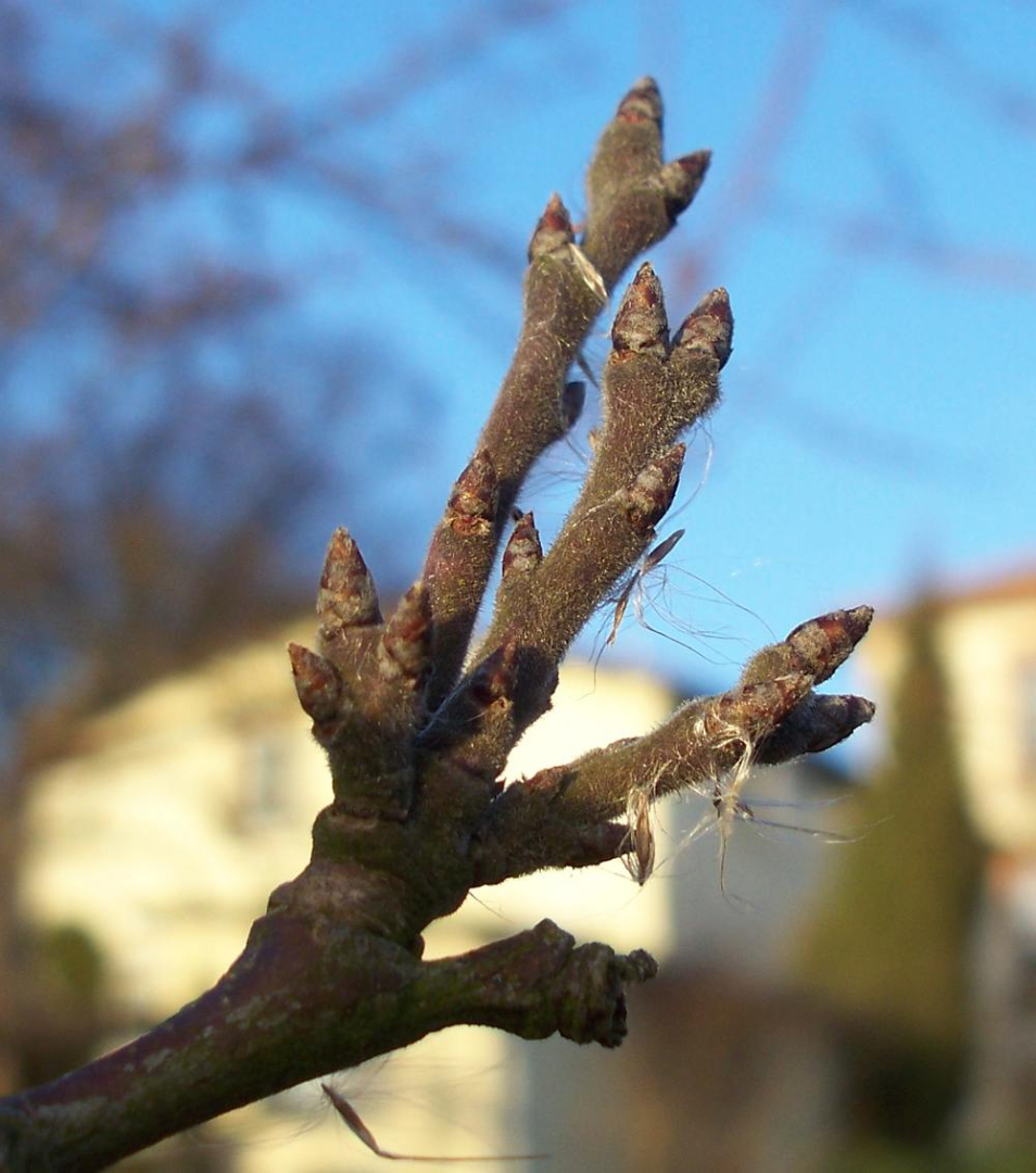 Zeigt her den Spillingsflaum