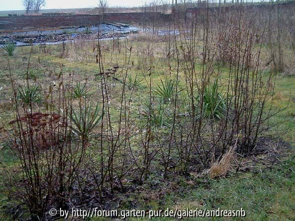 Ch-cathayensis-mittel