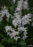 Scilla mischtschenkoana