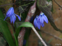 Scilla siberica