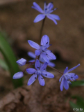 Scilla bifolia