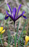 Zwiebeliris dunkelviolett