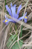 Zwiebeliris hellblau