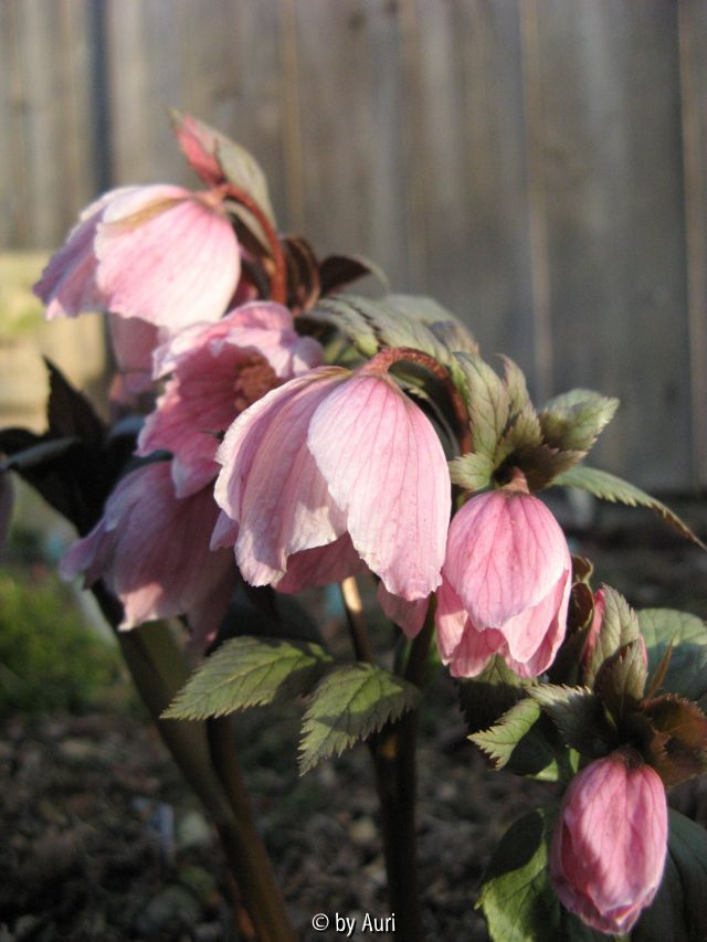 Helleborus tibethanus