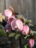Helleborus tibethanus
