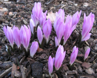 Bulbocodium vernum