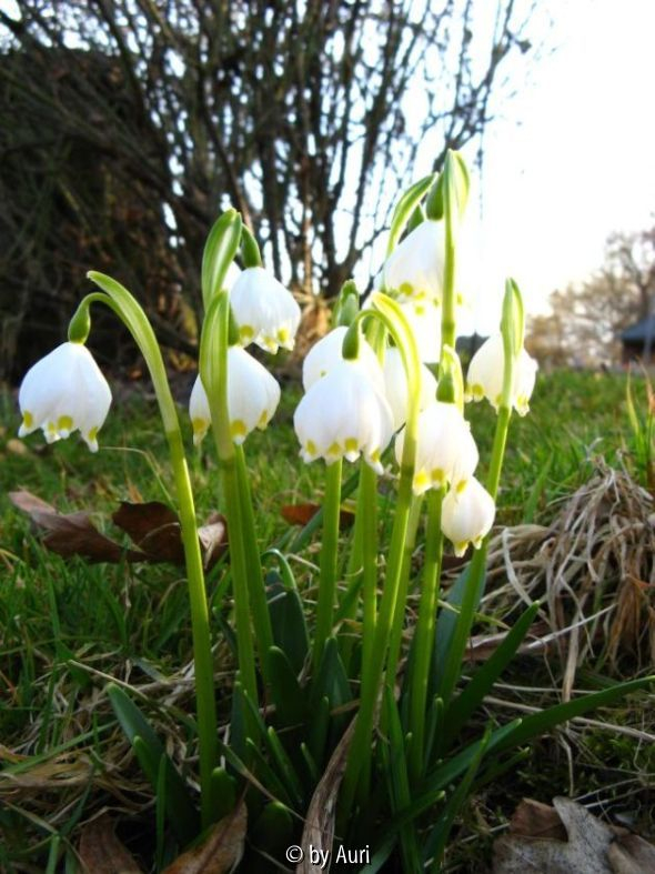 Leucojum vernum Lisl