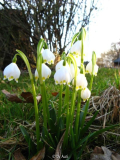 Leucojum vernum Lisl