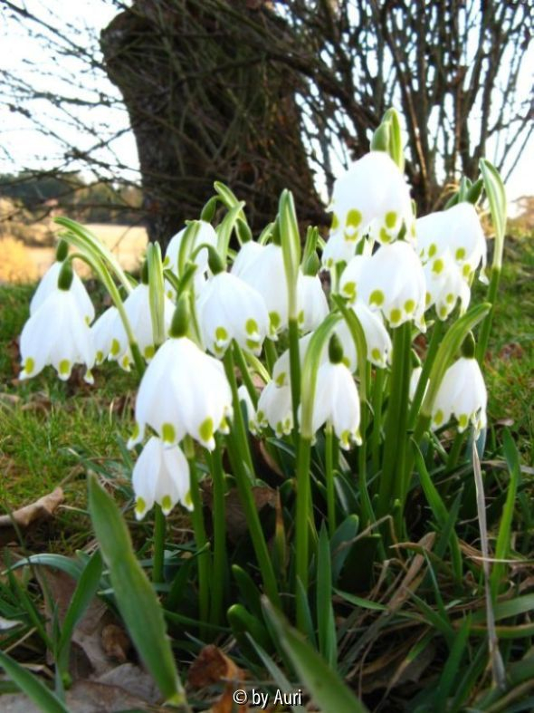 Leucojum vernum 