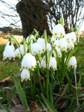 Leucojum vernum 