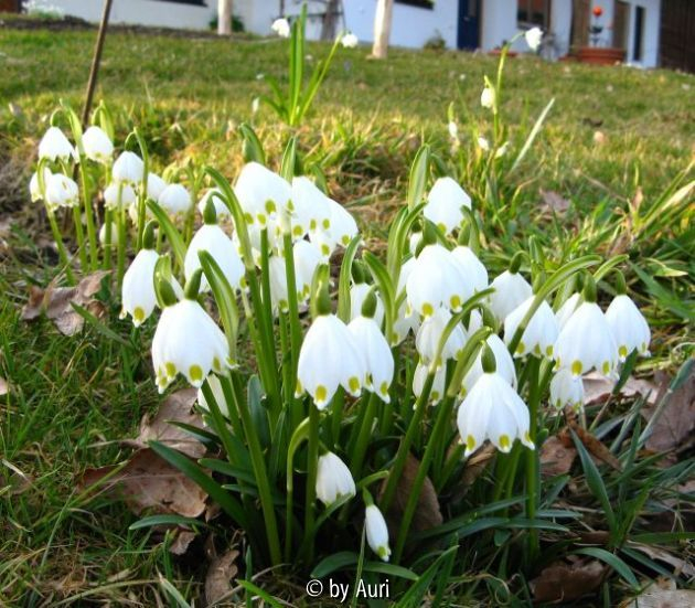 Leucojum-Mix
