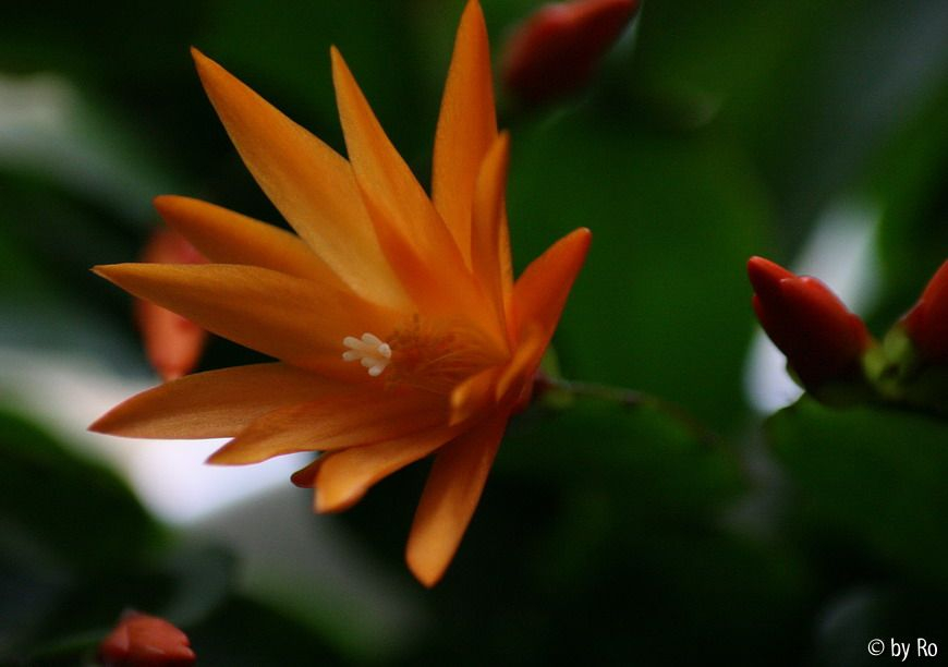 Rhipsalidopsis orange