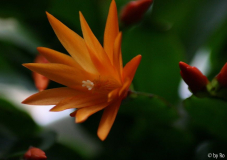 Rhipsalidopsis orange