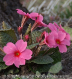 Primula-vulgaris-hybride WANDA