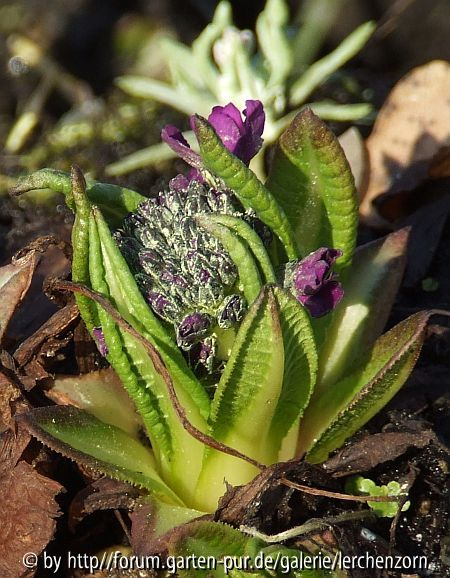 Primula denticulata