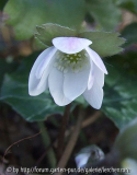 Hepatica transsilvanica EISVOGEL