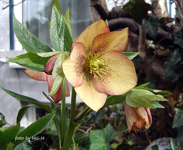 Helleborus Ashwood aprikot2 3/2009
