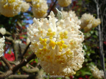 Edgeworthia papyrifera