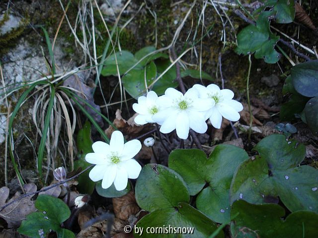 Hepatica nobilis 01