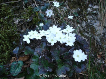 Hepatica nobilis 02