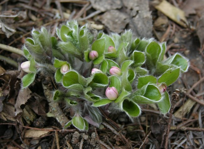 Hepatica maxima
