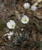Hepatica acutiloba