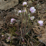Hepatica yamatutai