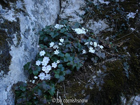 Hepatica nobilis 03