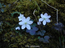 Hepatica nobilis 04